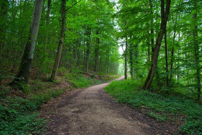 Ausflugsziele NRW – Waldweg in der Natur