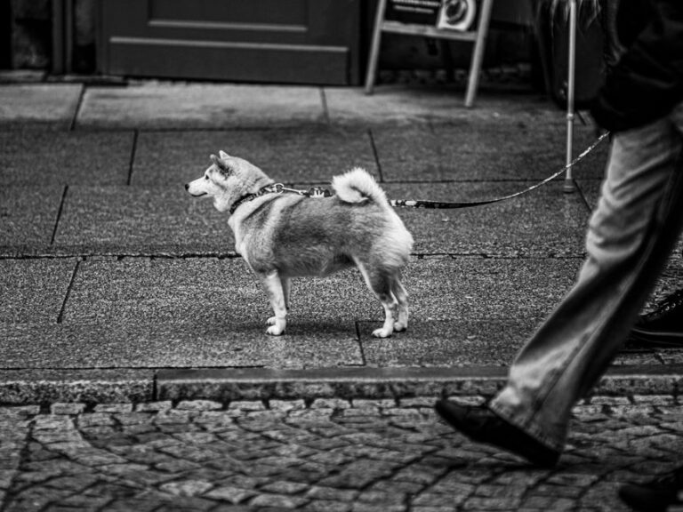 Hunderegeln NRW – Hund an der Leine in der Stadt