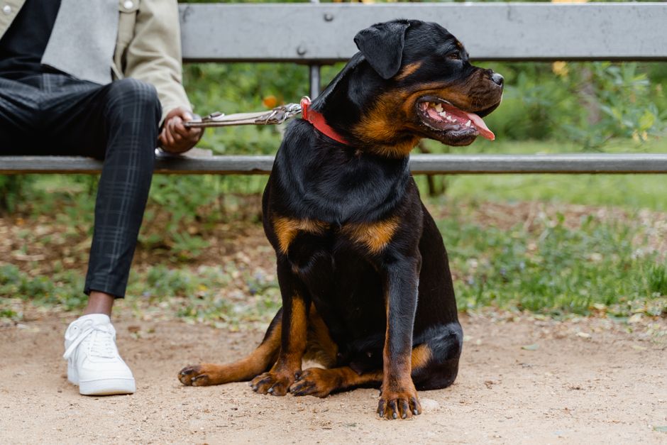 Hunderegeln NRW – großer Hund an der Leine im Park