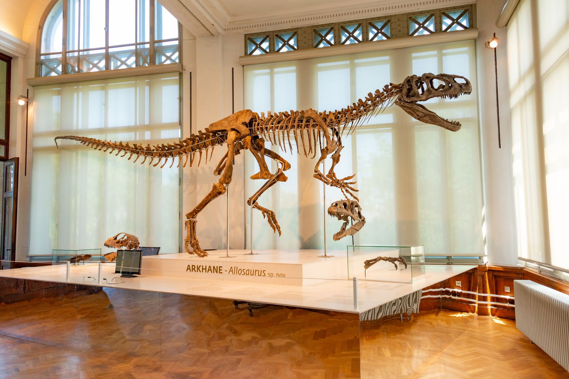 Museen in NRW – Dinosaurierskelett in einem Naturkundemuseum