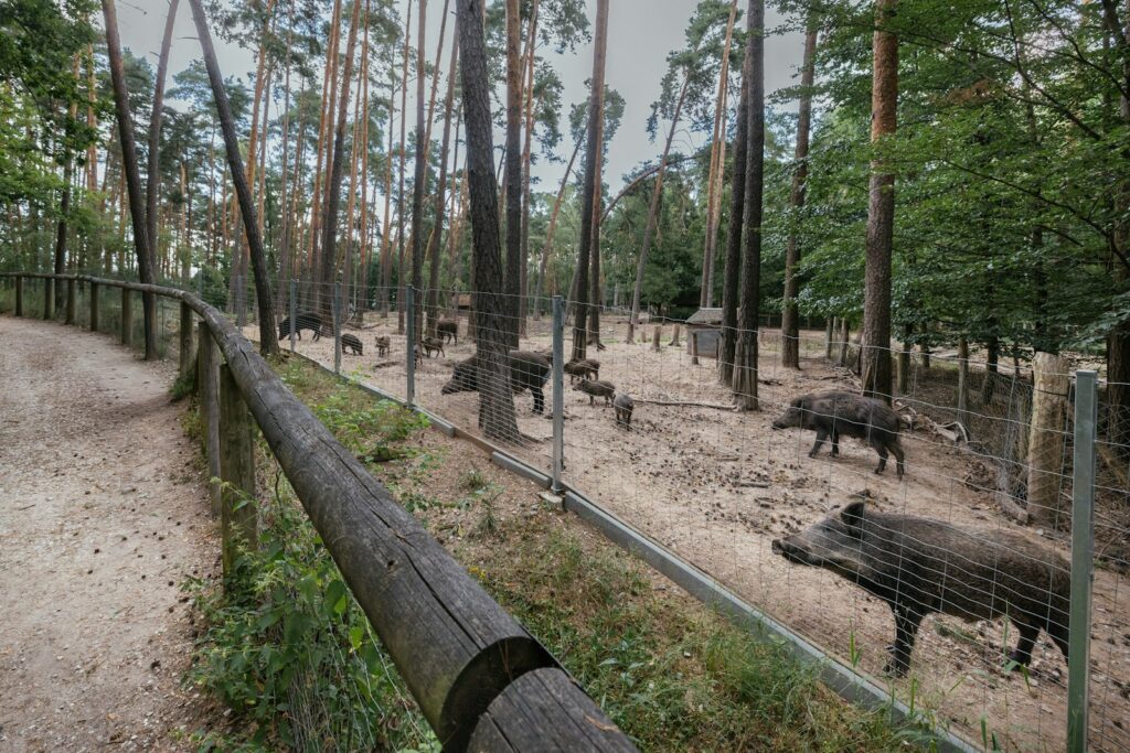 Wildschweine in einem Waldgehege hinter Drahtzaun und Holzgeländer, Symbolbild für das Wildgehege an der Waldau