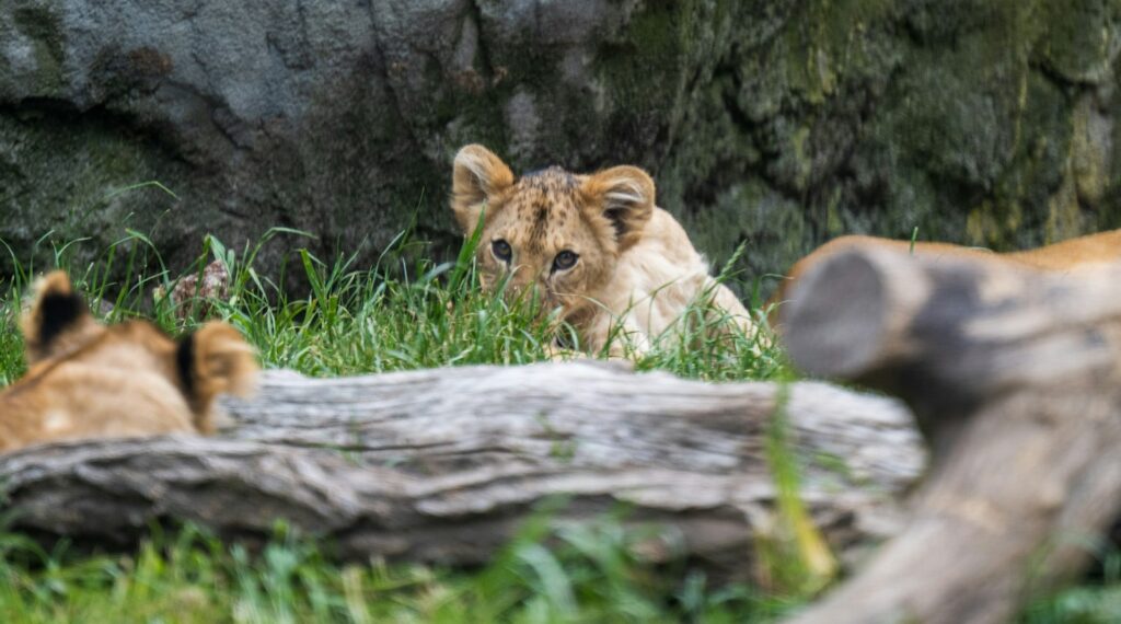Junger Löwe schaut im Gras hinter einem Baumstamm hervor