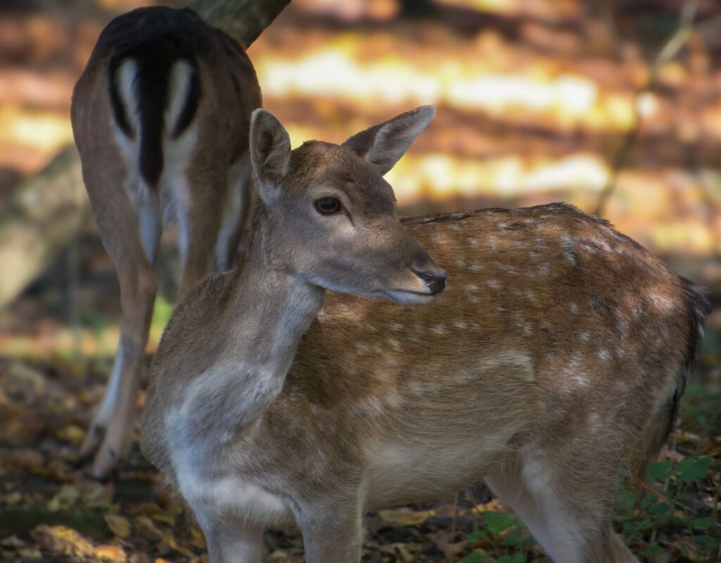 Damwild mit geflecktem Fell im herbstlichen Wald