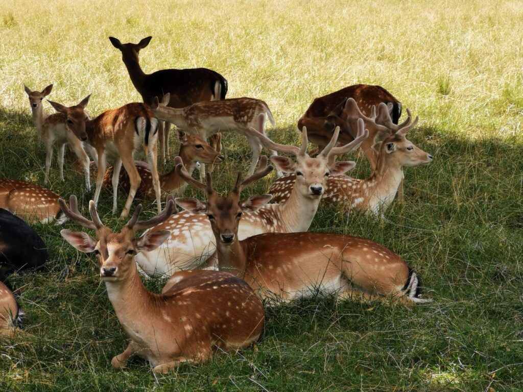 Damwild-Rudel ruht im Gras auf einer Wiese