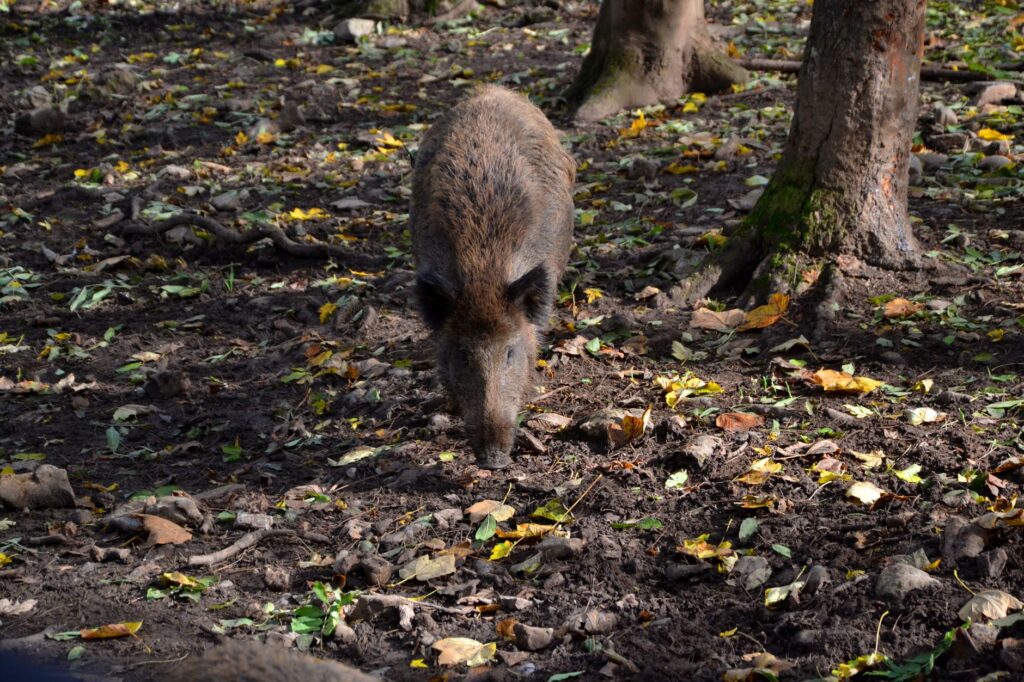 Wildschwein sucht im Herbstlaub nach Futter, wie es in vielen Wildparks in NRW zu sehen ist