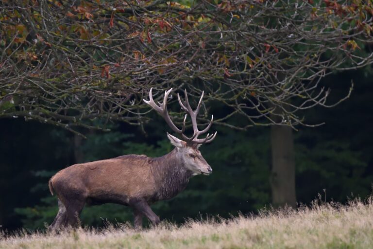 Wildpark NRW – Rothirsch mit Geweih am herbstlichen Waldrand